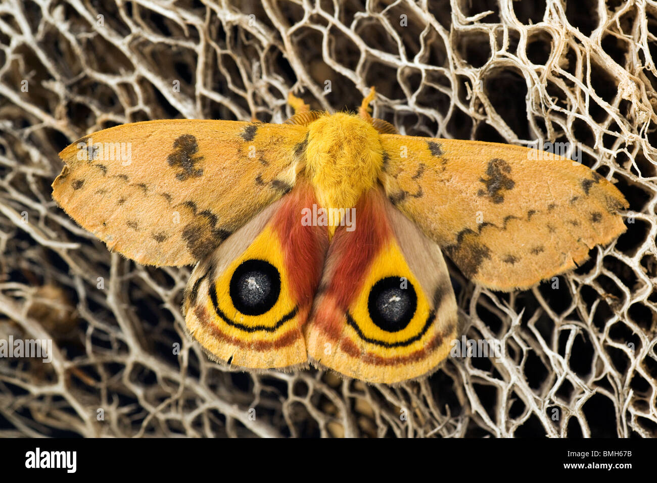 Io Moth - Los Novios Ranch - vicino a Cotulla, Texas USA Foto Stock