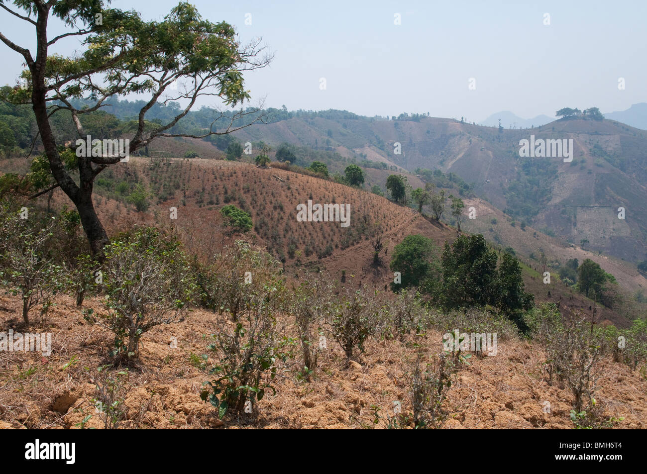 Myanmar. La Birmania. Lo Stato di Shan. Shan colline. le piantagioni di tè Foto Stock