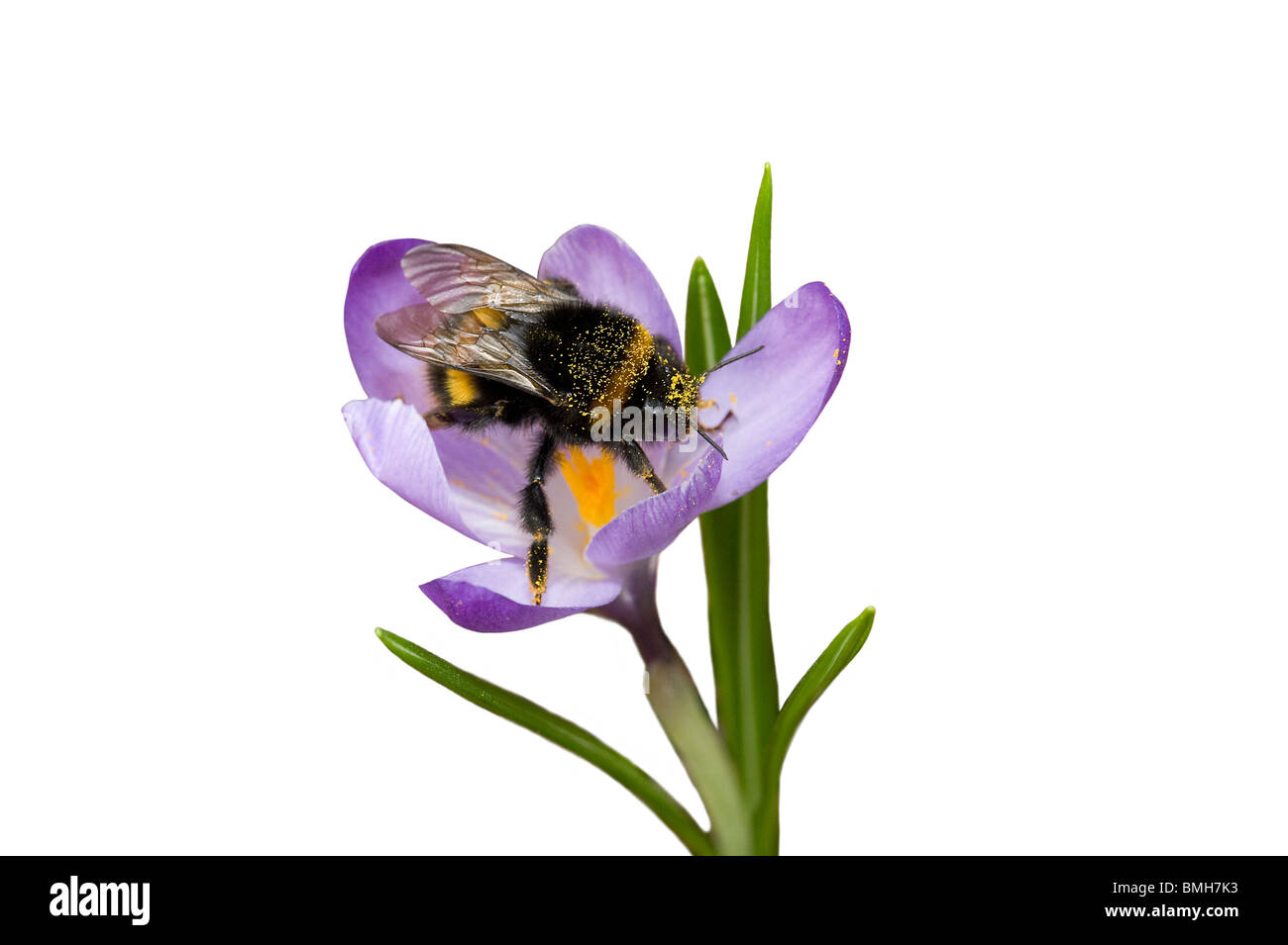 Bumblebee coperti di polline rovistando nel fiore Crocus Foto Stock