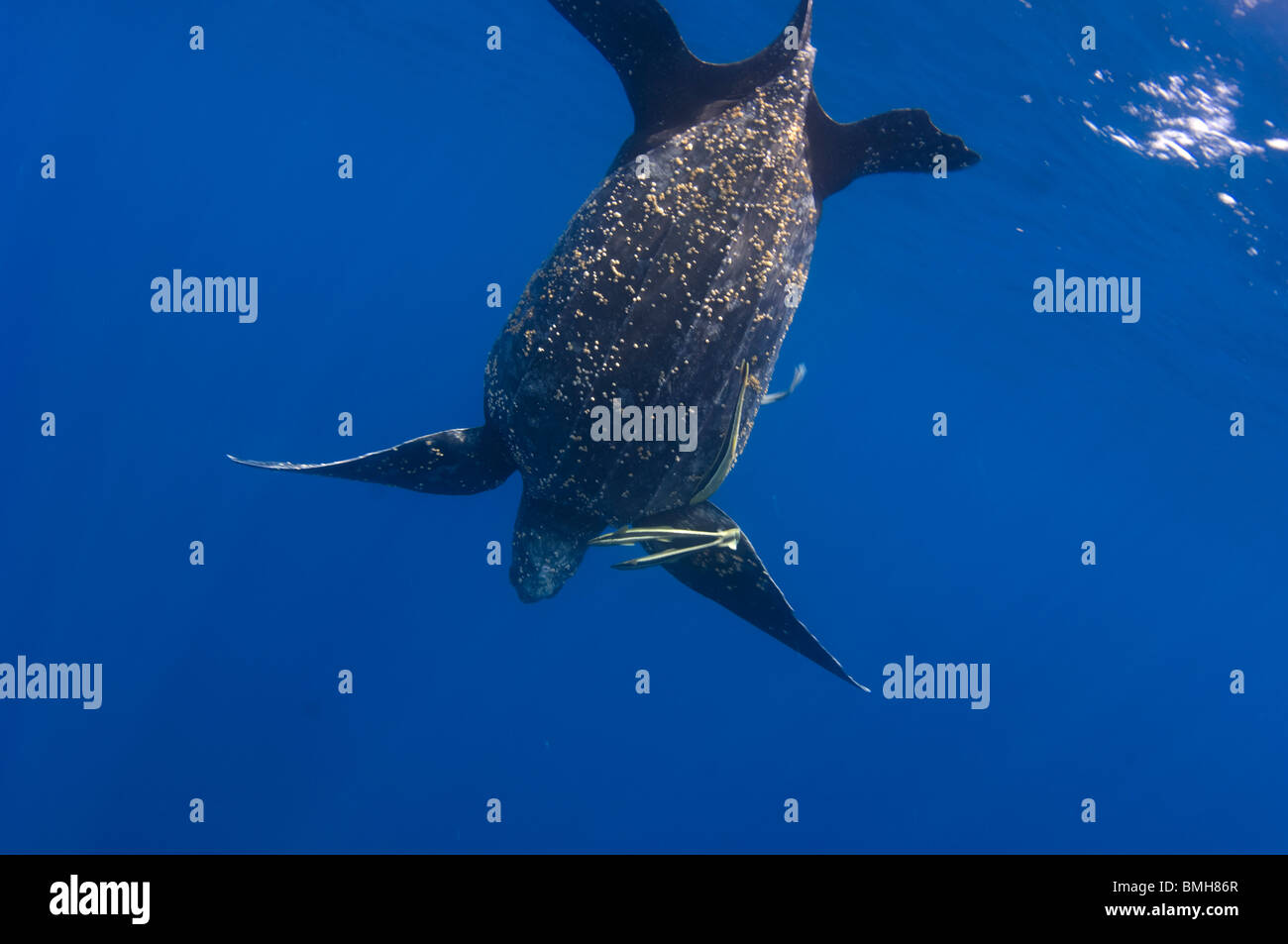 Tartaruga Liuto, Dermochelys coriacea, nuoto off Kai Kecil, ISOLE MOLUCCHE, INDONESIA Foto Stock