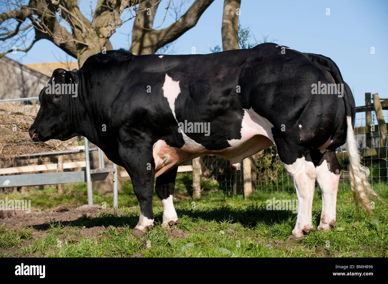 British Blue bull mostra Classic double muscolo che la razza è notato per. Foto Stock
