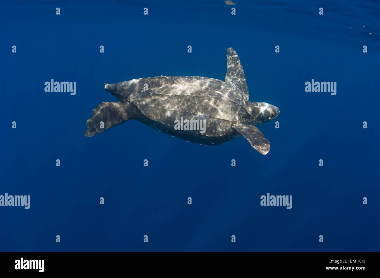 Tartaruga Liuto, Dermochelys coriacea, nuoto off Kai Kecil, ISOLE MOLUCCHE, INDONESIA Foto Stock