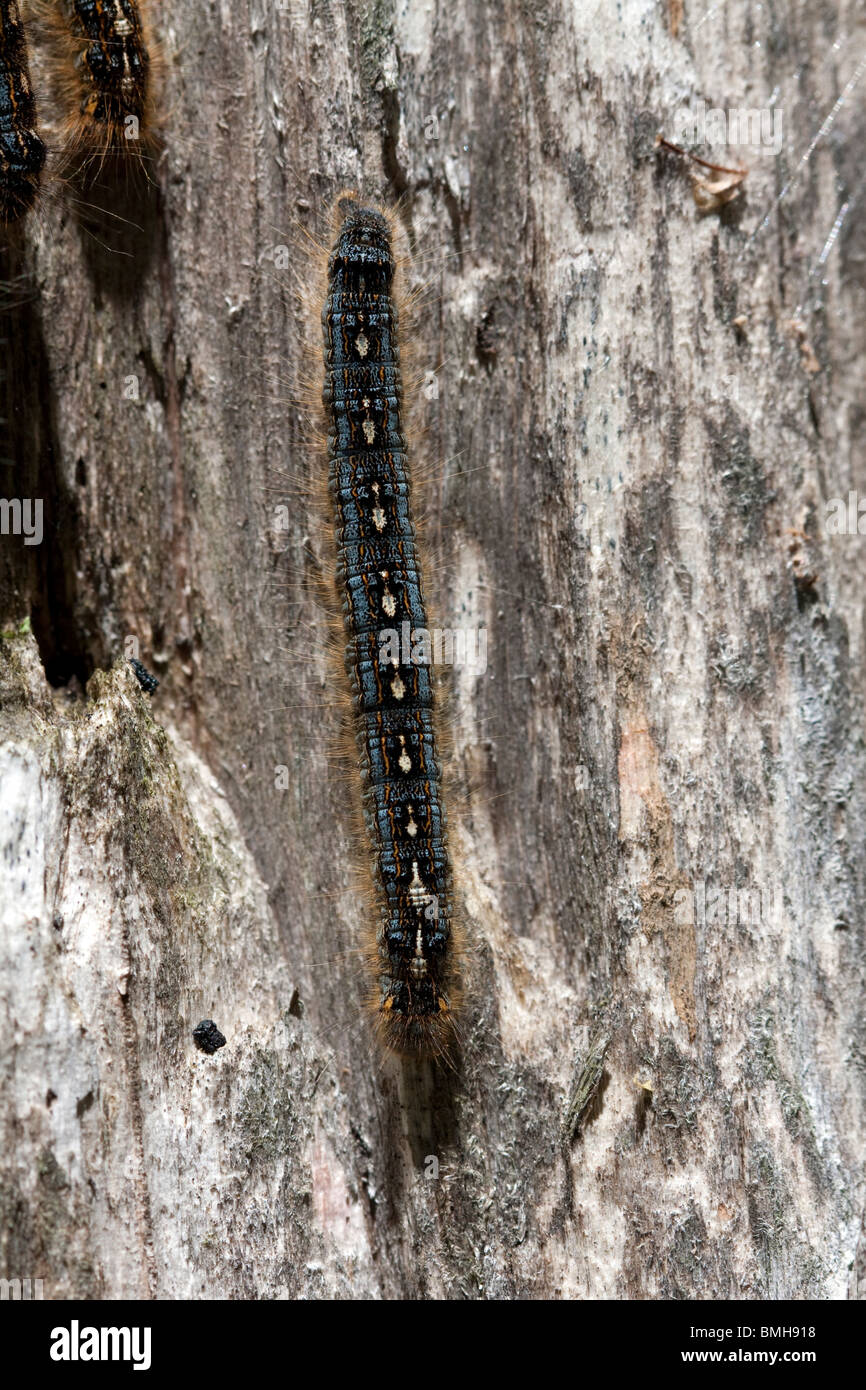 Forest tenda Caterpillar disstria Malacosoma sul tronco di albero Michigan STATI UNITI Foto Stock