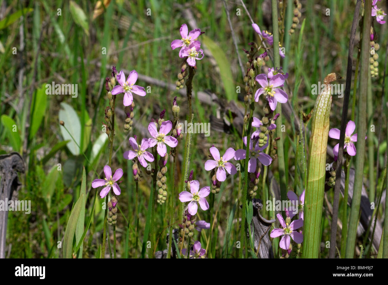 Pianta carnivora Thread-lasciava Sundews in fiore Drosera filiformis var tracyi Alabama USA Foto Stock