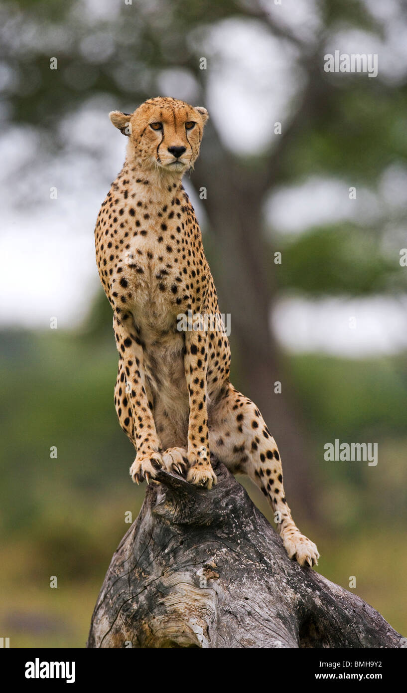 Cheetah, Serengeti National Park, Tanzania. Foto Stock