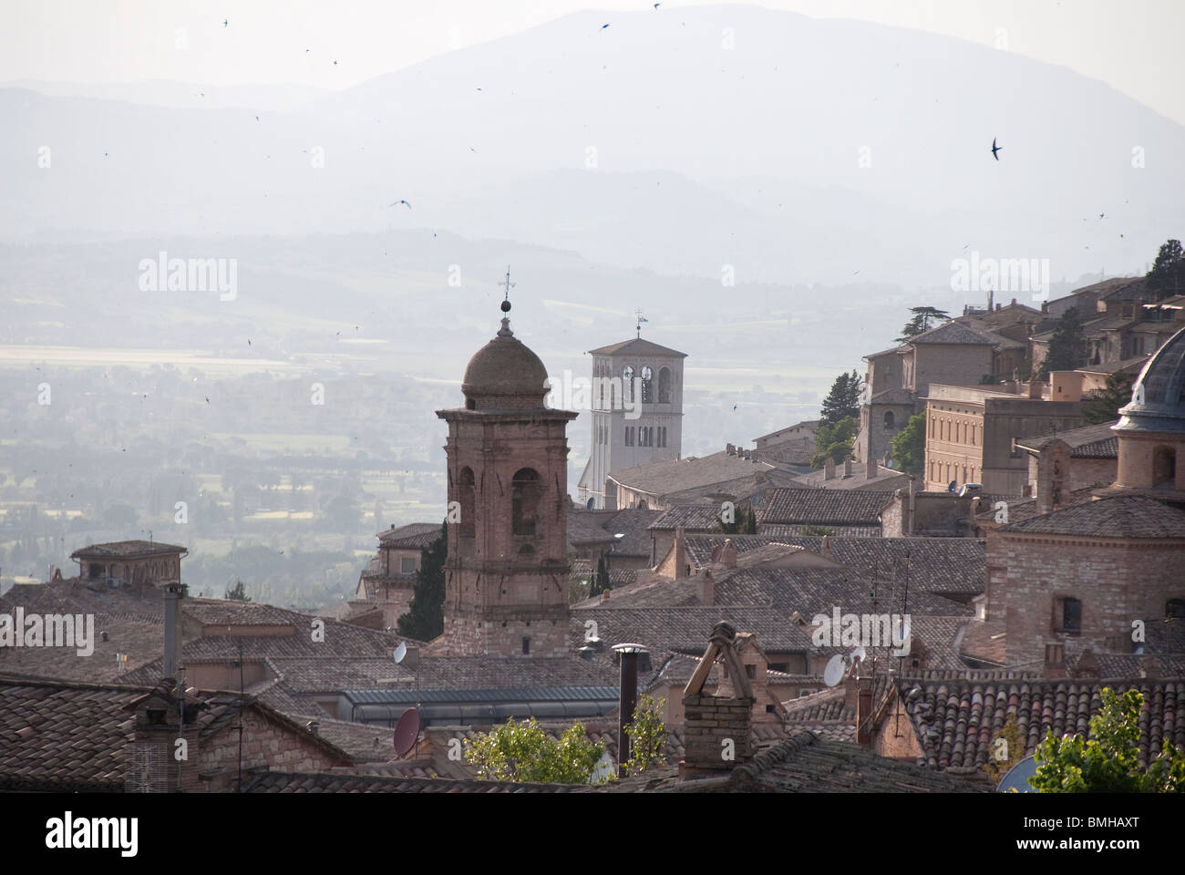 Rondini in volo su Assisi Foto Stock