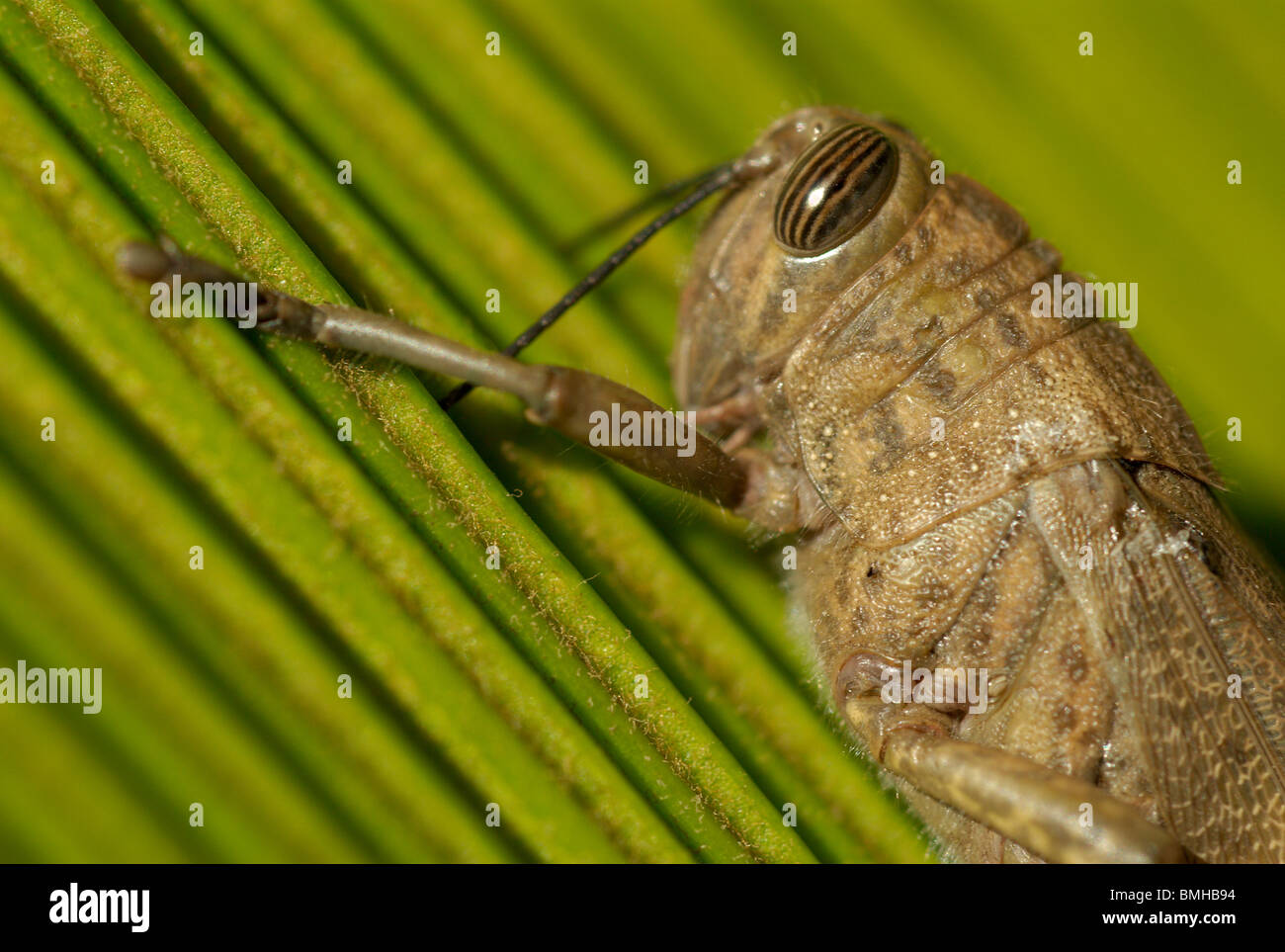 Extreme close up grasshopper caelifera su chicas leaf Foto Stock