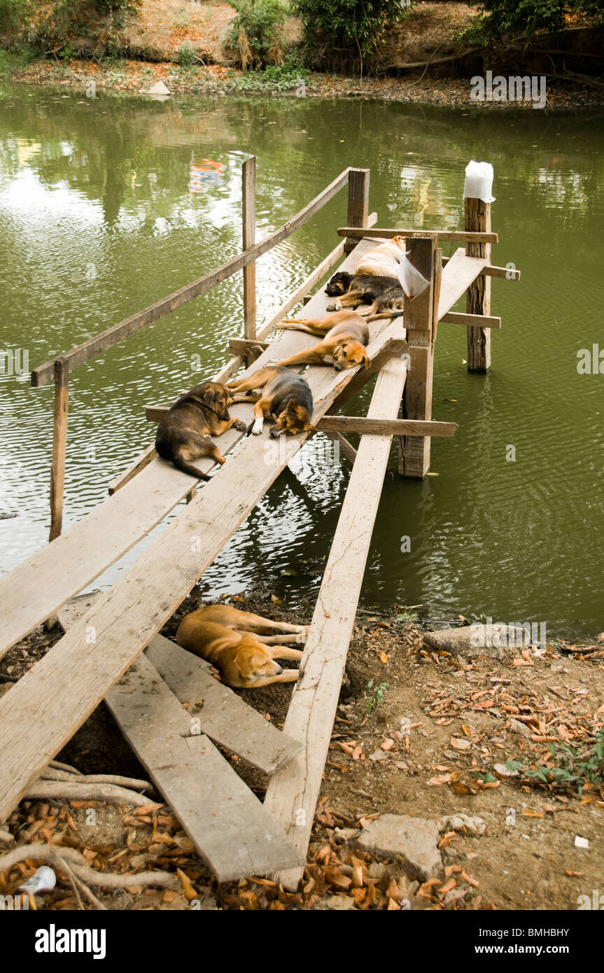 Cani giacente sul molo di legno di raffreddarsi durante la stagione calda in wat ratpraditsathan, Ayutthaya, Thailandia. Foto Stock