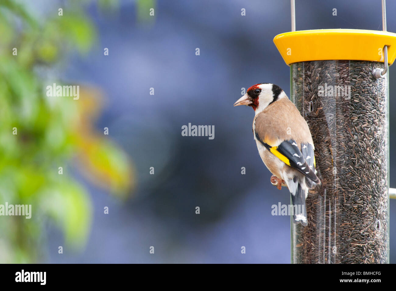 Cardellino su un uccello nyjer alimentatore di semi in un giardino Foto Stock
