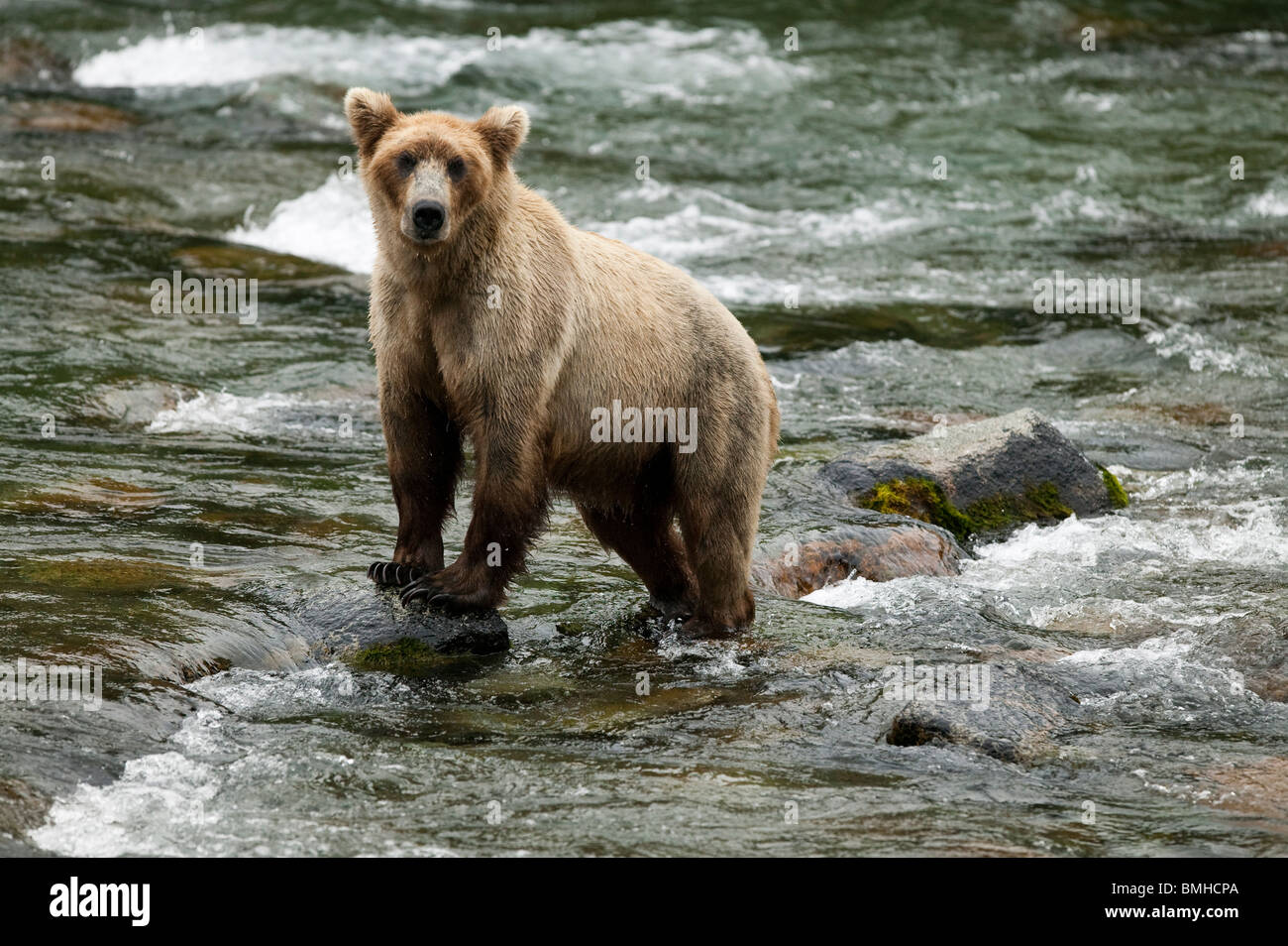 Orso bruno, Brooks Falls, Katmai National Park, Alaska Foto Stock