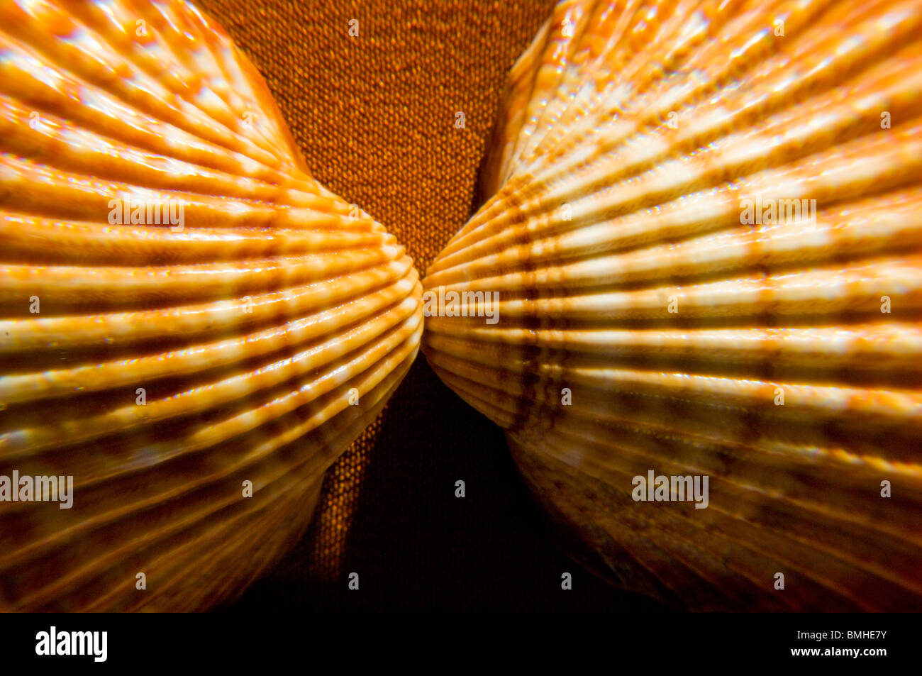 Macro con elevato contrasto di colore della superficie del mattone di due gusci di dolore / bianco con scanalature che si incontrano al centro immagine Foto Stock