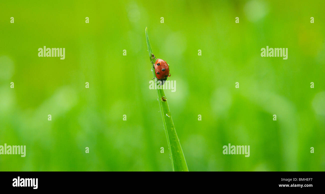 Ladybug, coccinelle (Coccinellidae) levetta di arrampicata Foto Stock