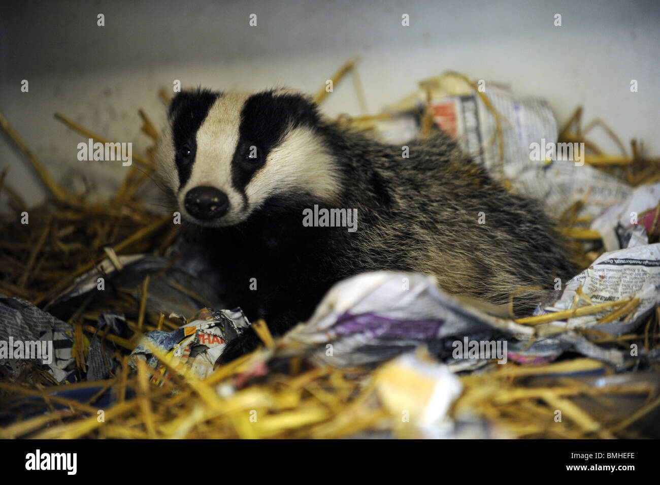 Un ferito Badger recuperando in un animale centro di salvataggio nel Sussex Foto Stock