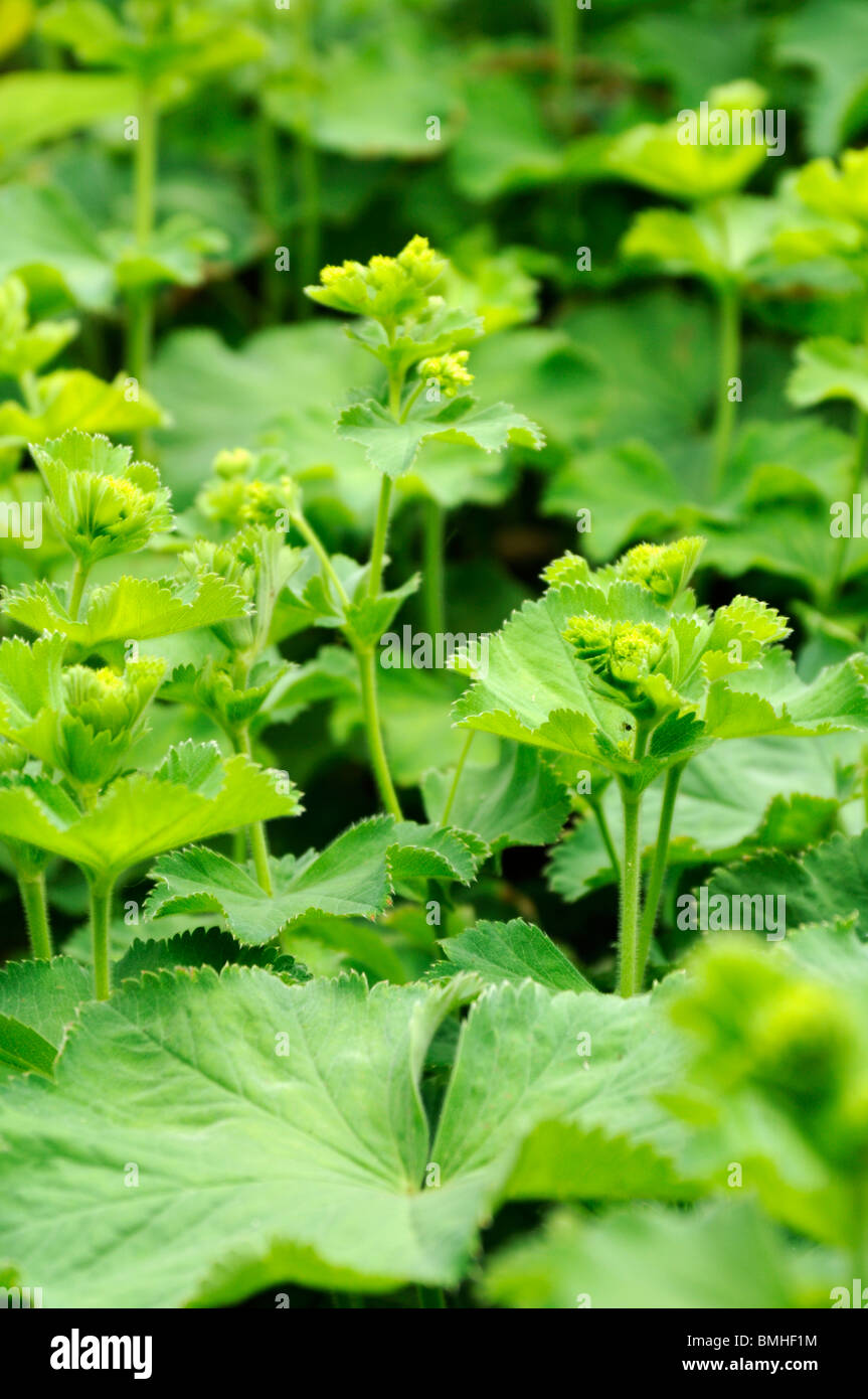 Alchemilla mollis (Lady del mantello) in primavera Foto Stock