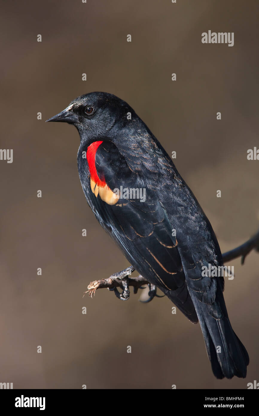 Rosso : Winged Blackbird - Agelaius phoeniceus Foto Stock