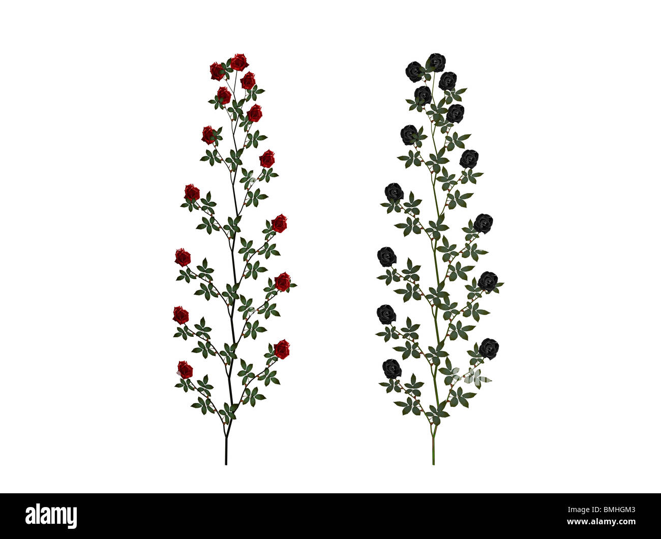 Illustrazione di un rosso e una rosa nero Foto Stock