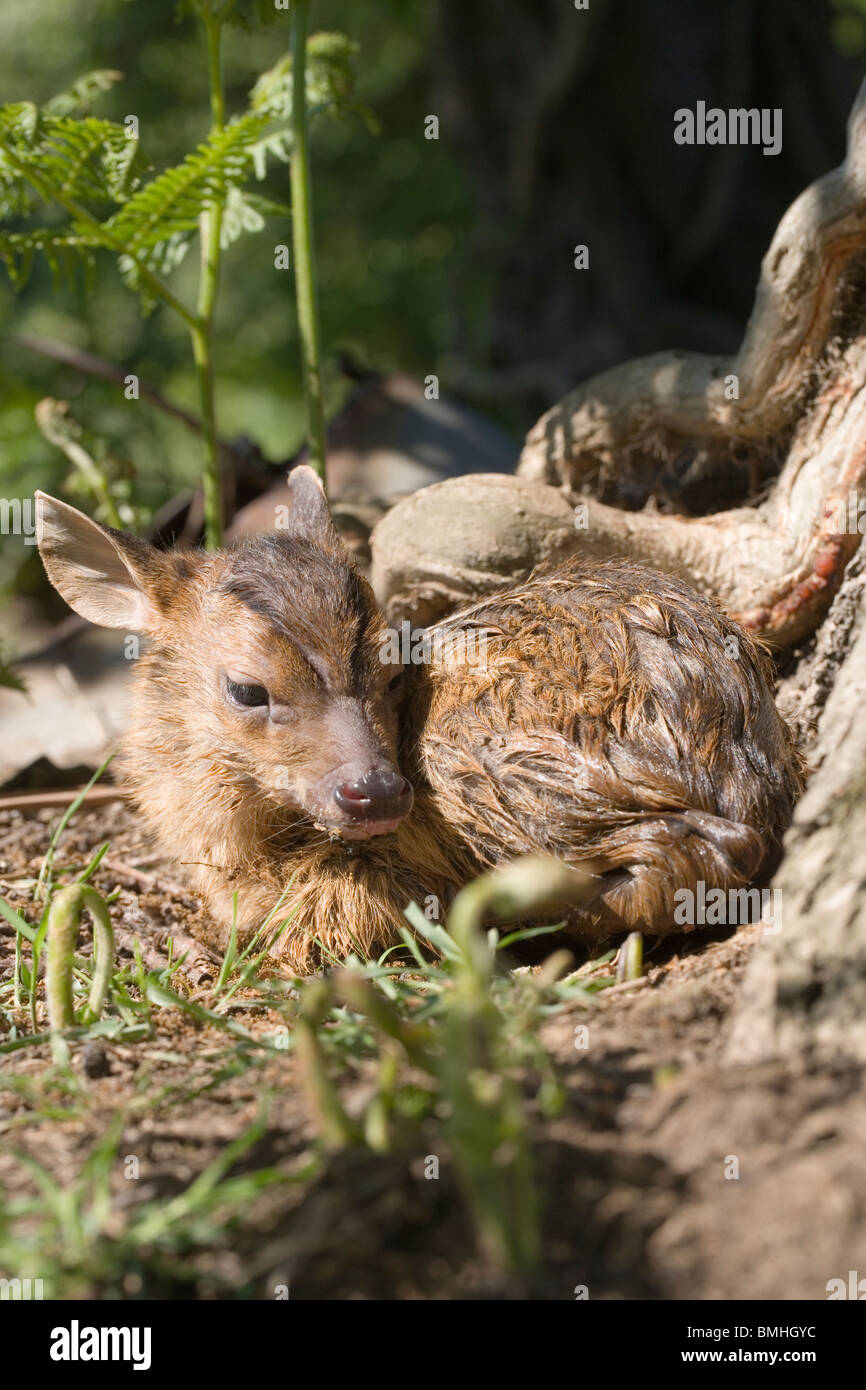 Muntjac Deer (Muntiacus reevesi). Fawn, appena nato. Norfolk. Regno Unito. Foto Stock