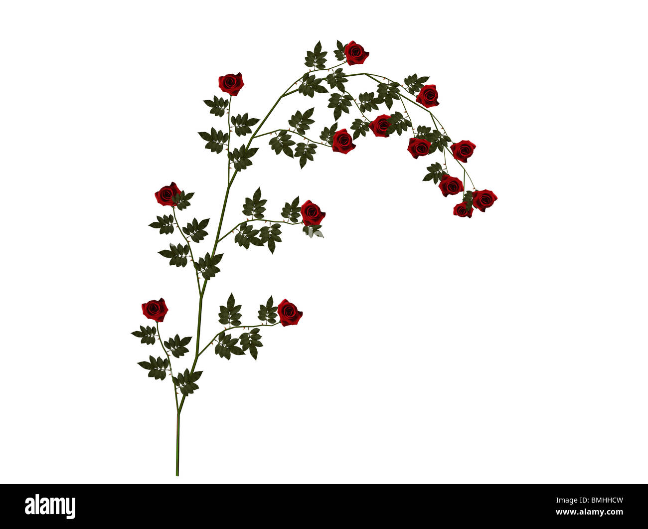Illustrazione di una rosa rossa Foto Stock