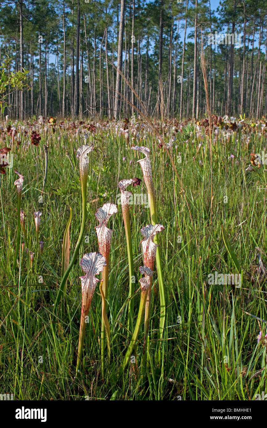 Carnivori di bianco-sormontato brocca in impianti di infiltrazione bog Sarracenia leucophylla Alabama USA Foto Stock