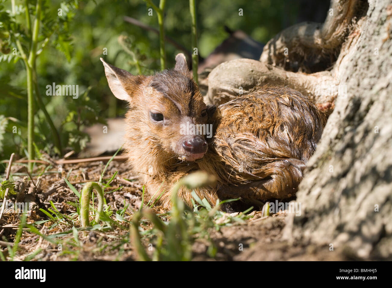 Muntjac Deer (Muntiacus reevesi). Fawn, appena nato. Molla. Giugno. Norfolk. In Inghilterra. Foto Stock