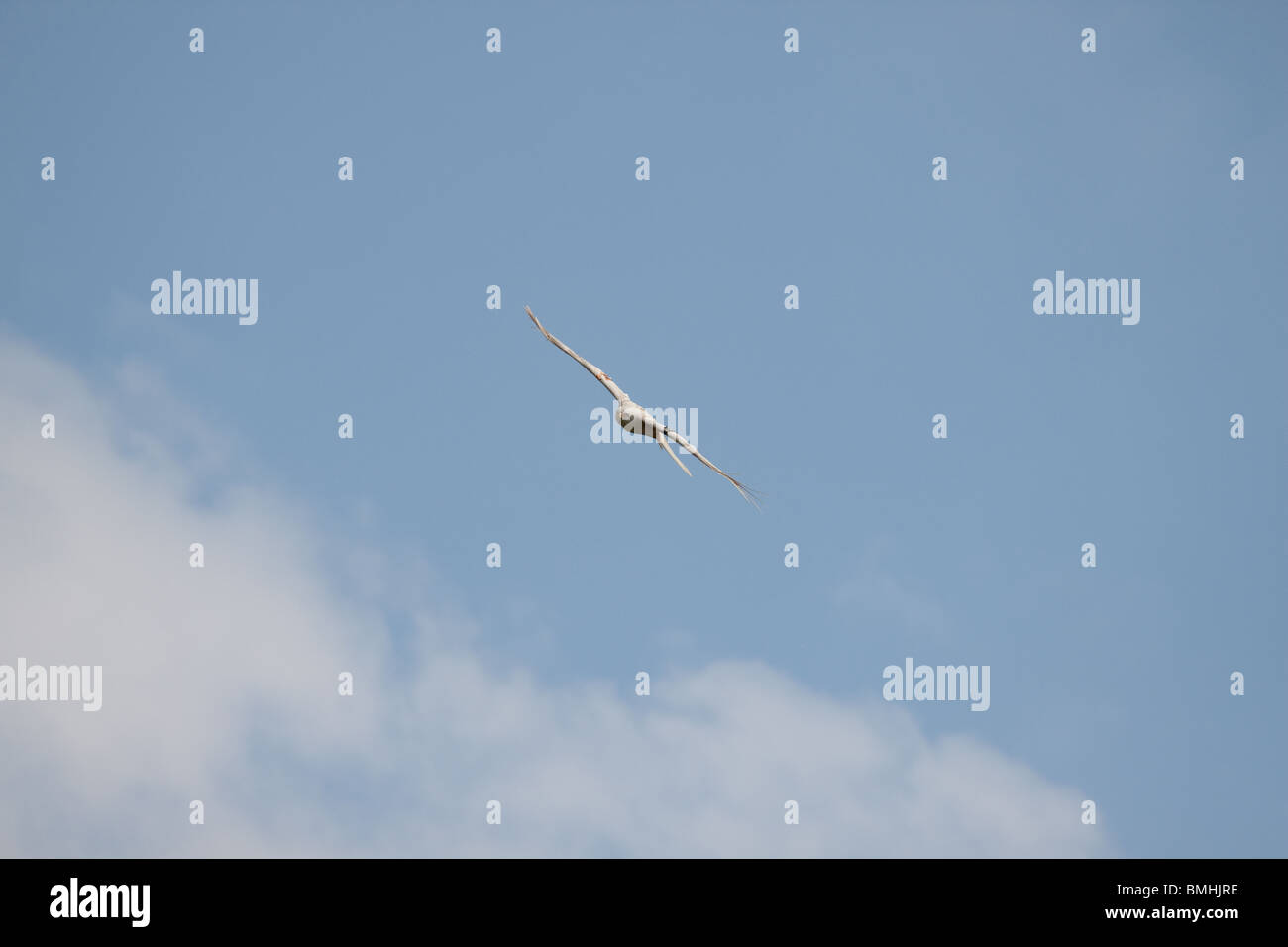 White aquilone vola nel cielo blu Foto Stock