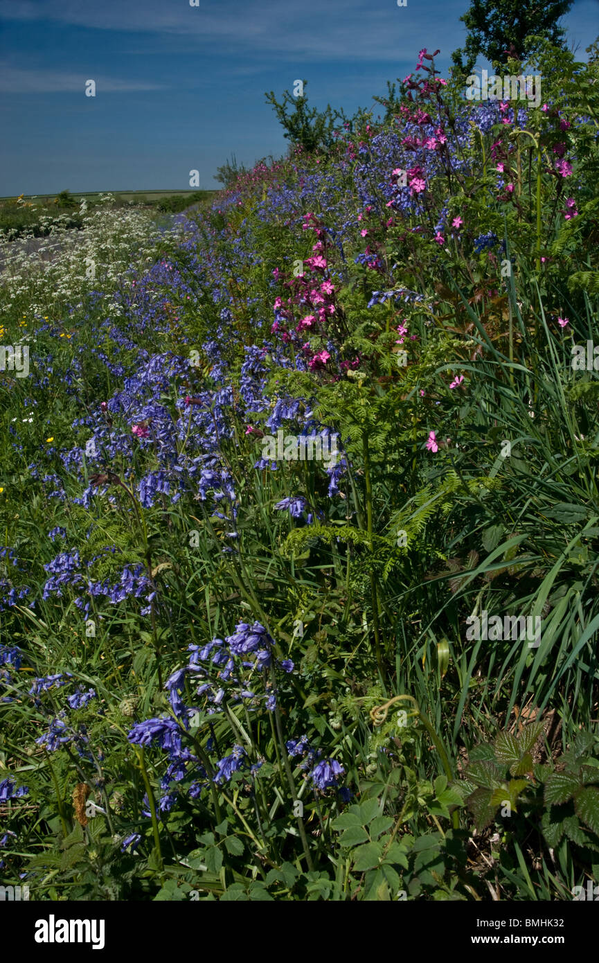 Inglese siepe di fiori e di piante in primavera fioriscono Foto Stock