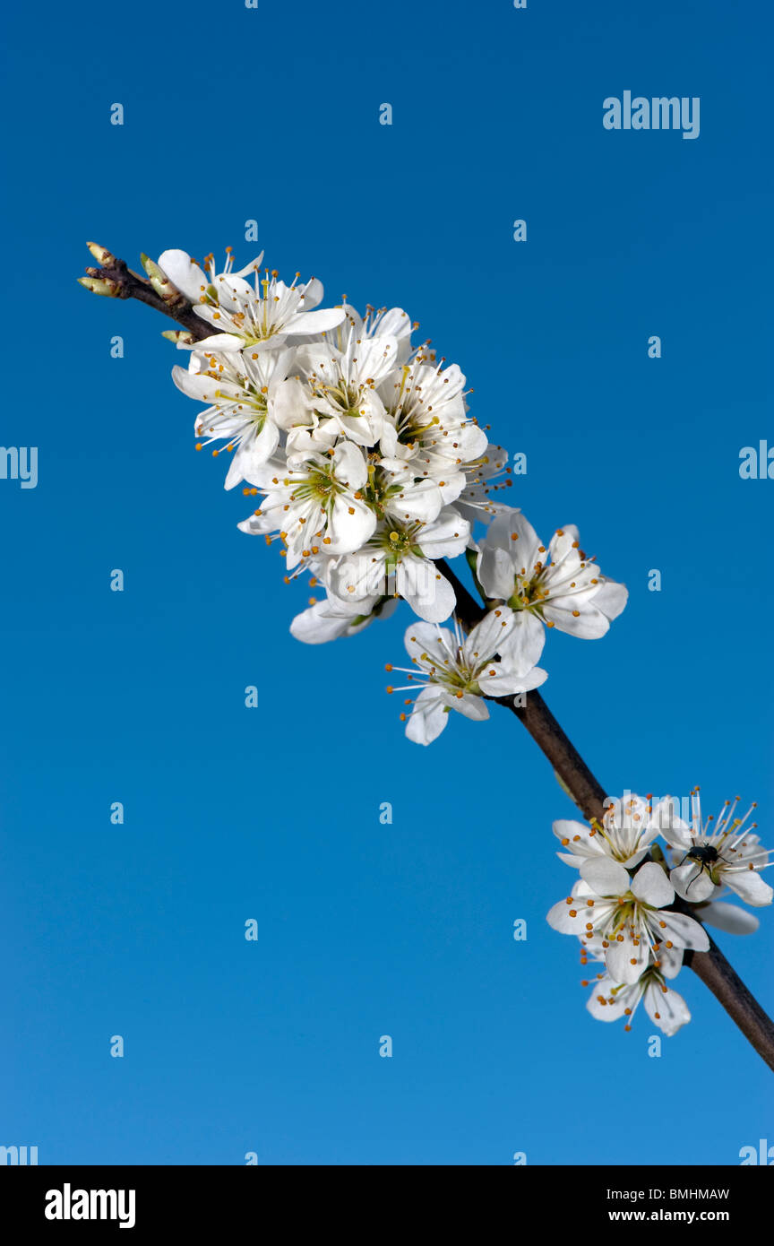 Black Thorn fiorisce in primavera. Prunus spinosa. Foto Stock