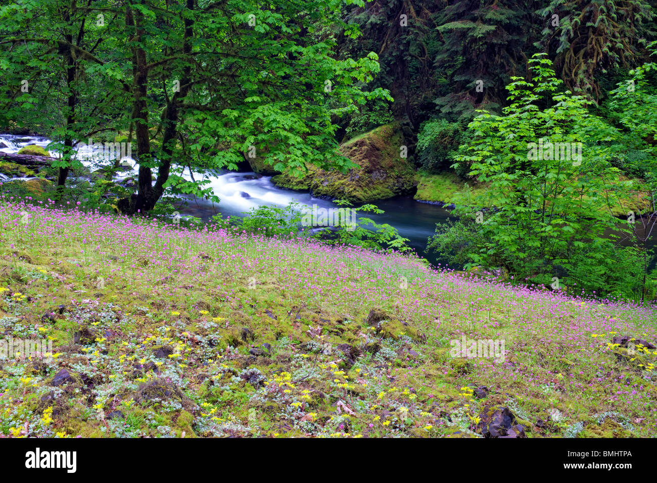 Sedums giallo e Rosy Plectritis fiorisce tra un muschio coperto giardino roccioso con Eagle Creek in Oregon la Columbia River Gorge. Foto Stock