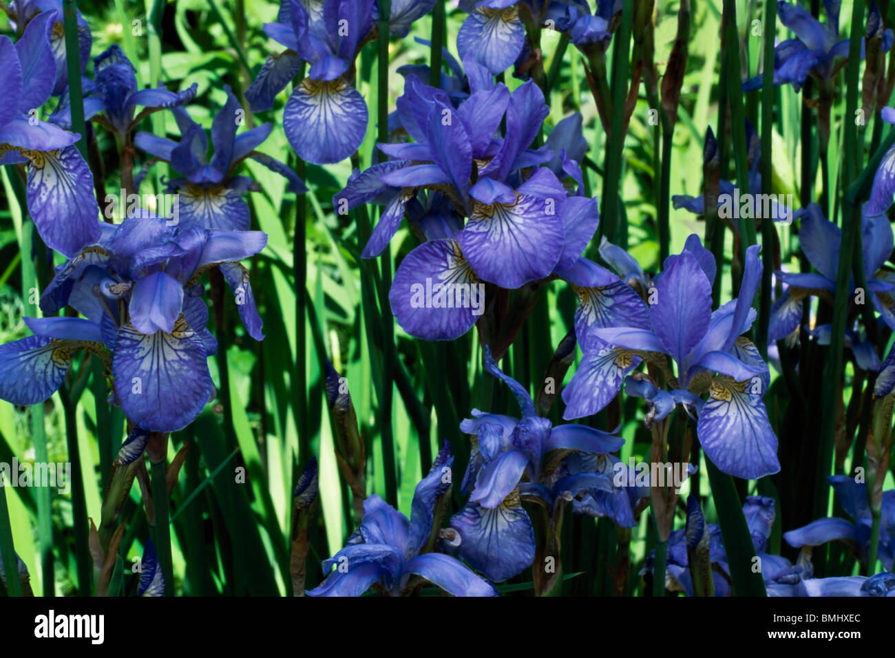 Un patch di iris blu in un giardino Foto Stock