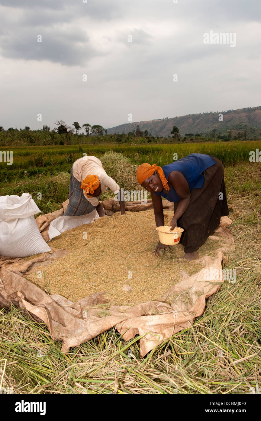 Le donne con la trebbiatura appena raccolti di riso. Il Ruanda. Foto Stock