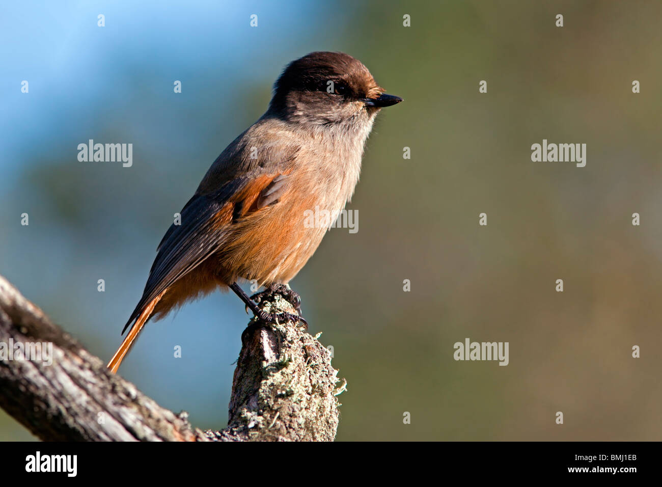 Pyhä-Luosto Parco Nazionale: Noitatunturi Trek: Siberian Jay Foto Stock