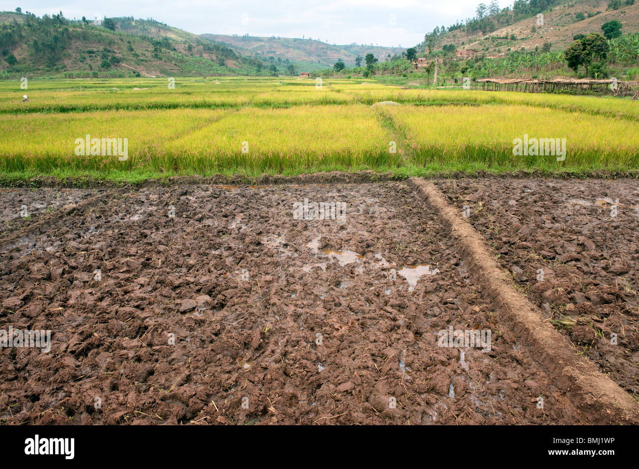 Campi di raccolti di riso. Ruanda Foto Stock