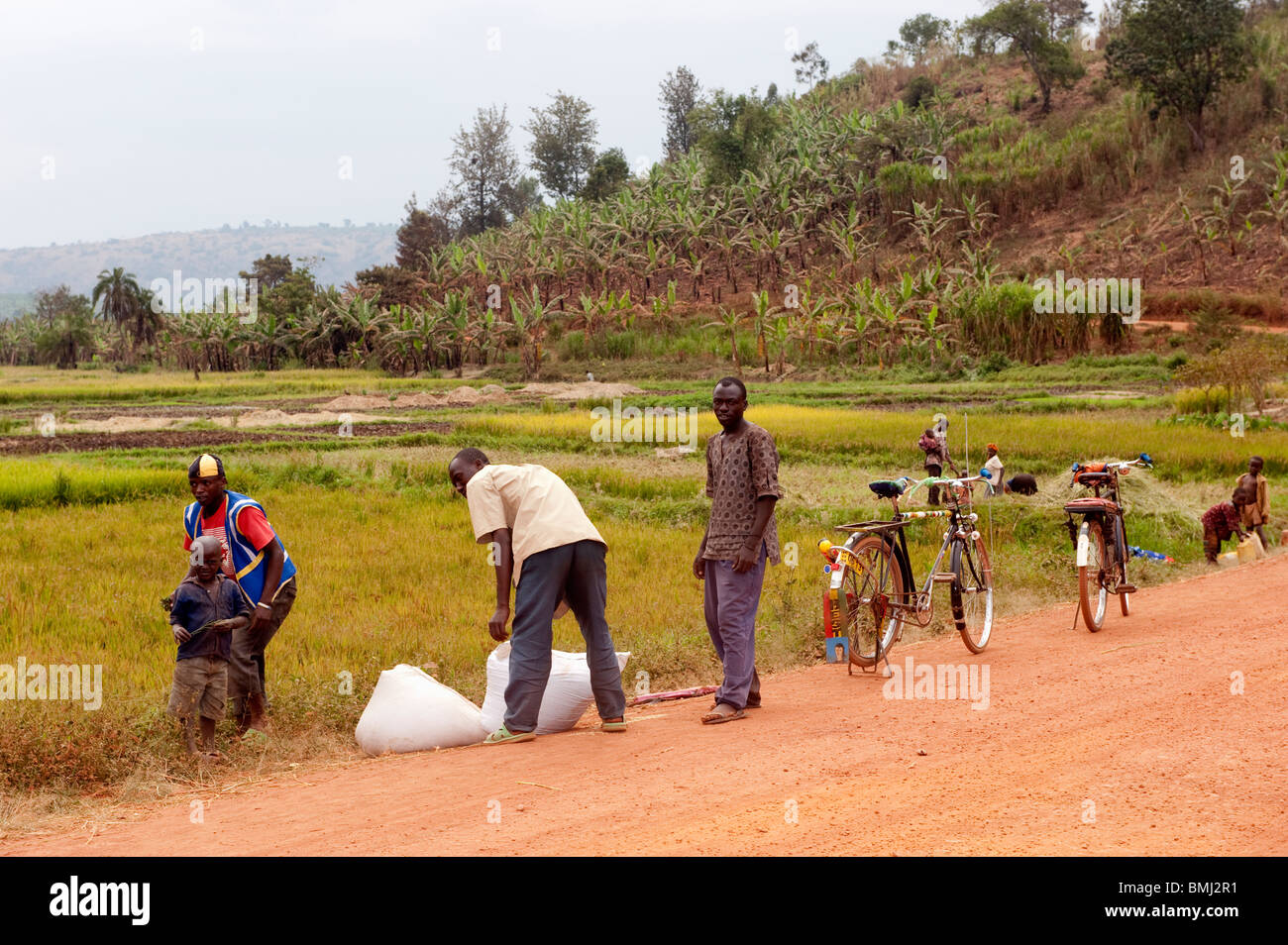 Strada accanto ai campi di riso. Il Ruanda. Foto Stock