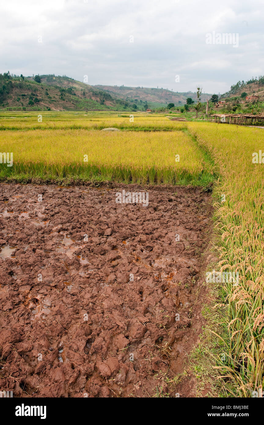 Campi di raccolti di riso. Ruanda Foto Stock