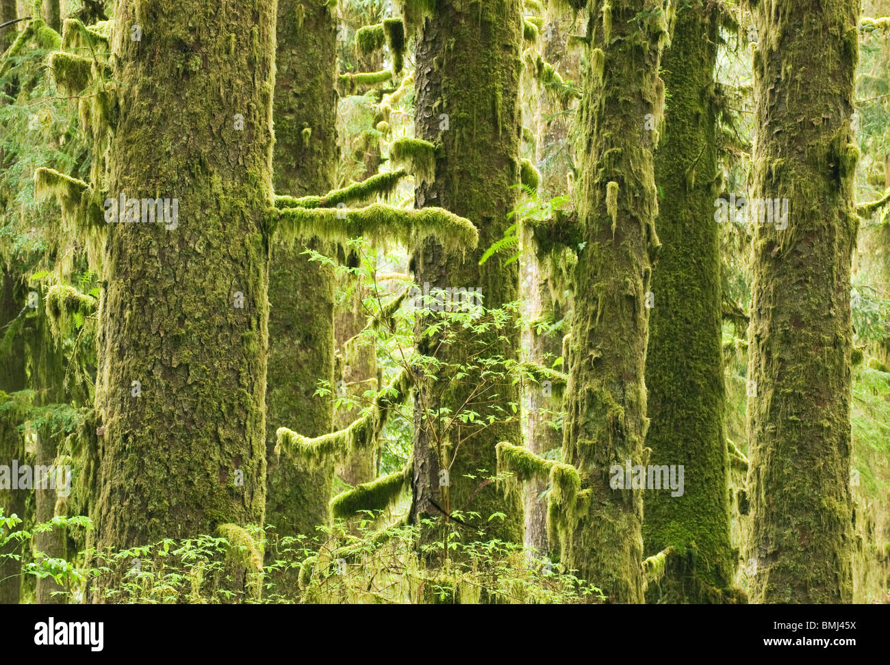 Sitka abeti rossi (Picea sitchensis) Parco Nazionale di Redwood in California, Stati Uniti d'America Foto Stock