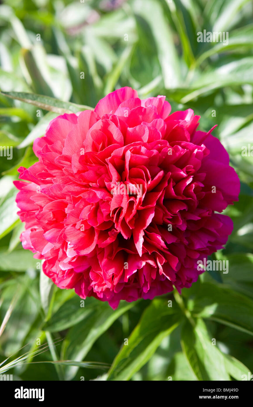 Rosa peonia o paeony fiore in un giardino inglese. Foto Stock
