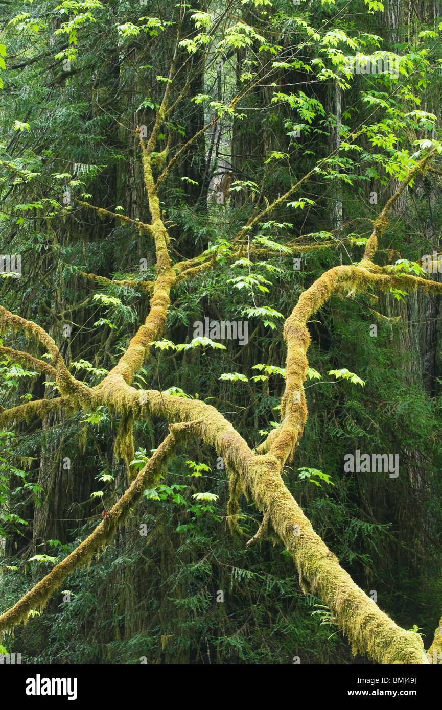 Acero Bigleaf (Acer macrophyllum) Parco Nazionale di Redwood in California USA Foto Stock