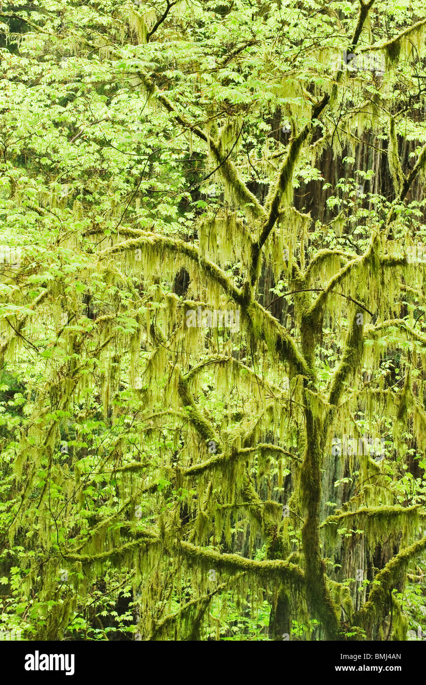 Vite (acero Acer circinatum) Primavera, Parco Nazionale di Redwood in California Foto Stock