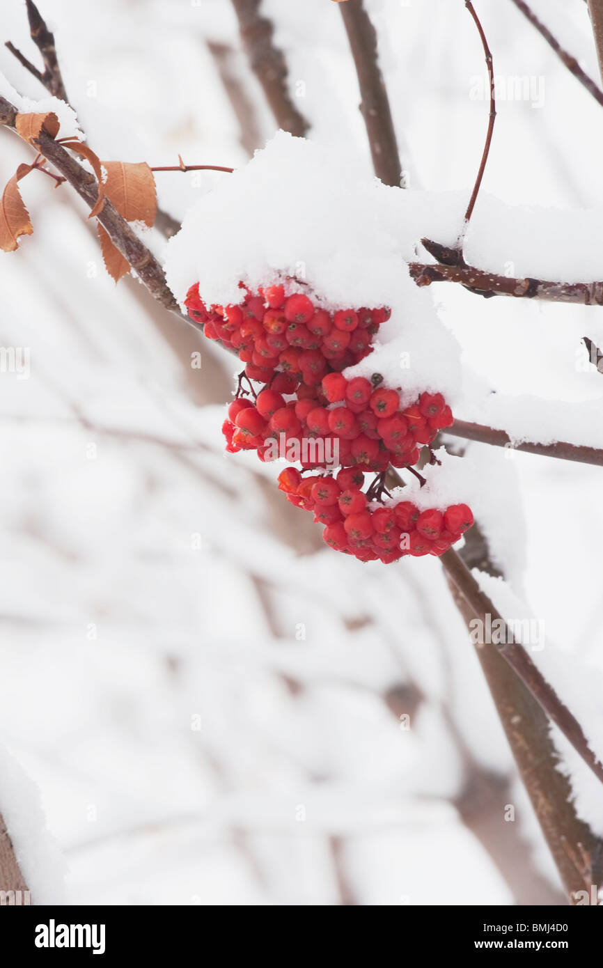 Montagna Rossa di bacche di cenere in Snow, Calgary, Alberta, Canada Foto Stock