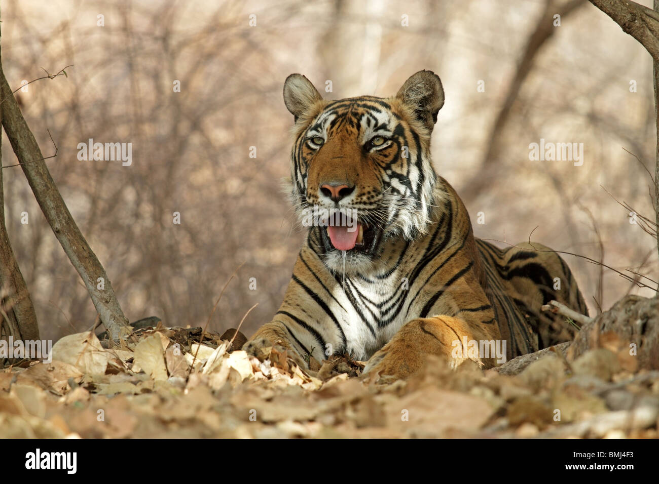 Tiger ritratto. La foto è stata scattata in Ranthambhore National Park, India Foto Stock