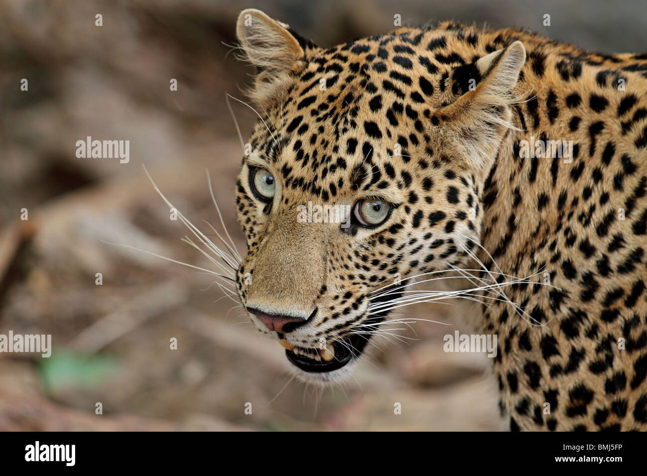 Leopard ritratto. La foto è stata scattata in Ranthambhore National Park, India Foto Stock