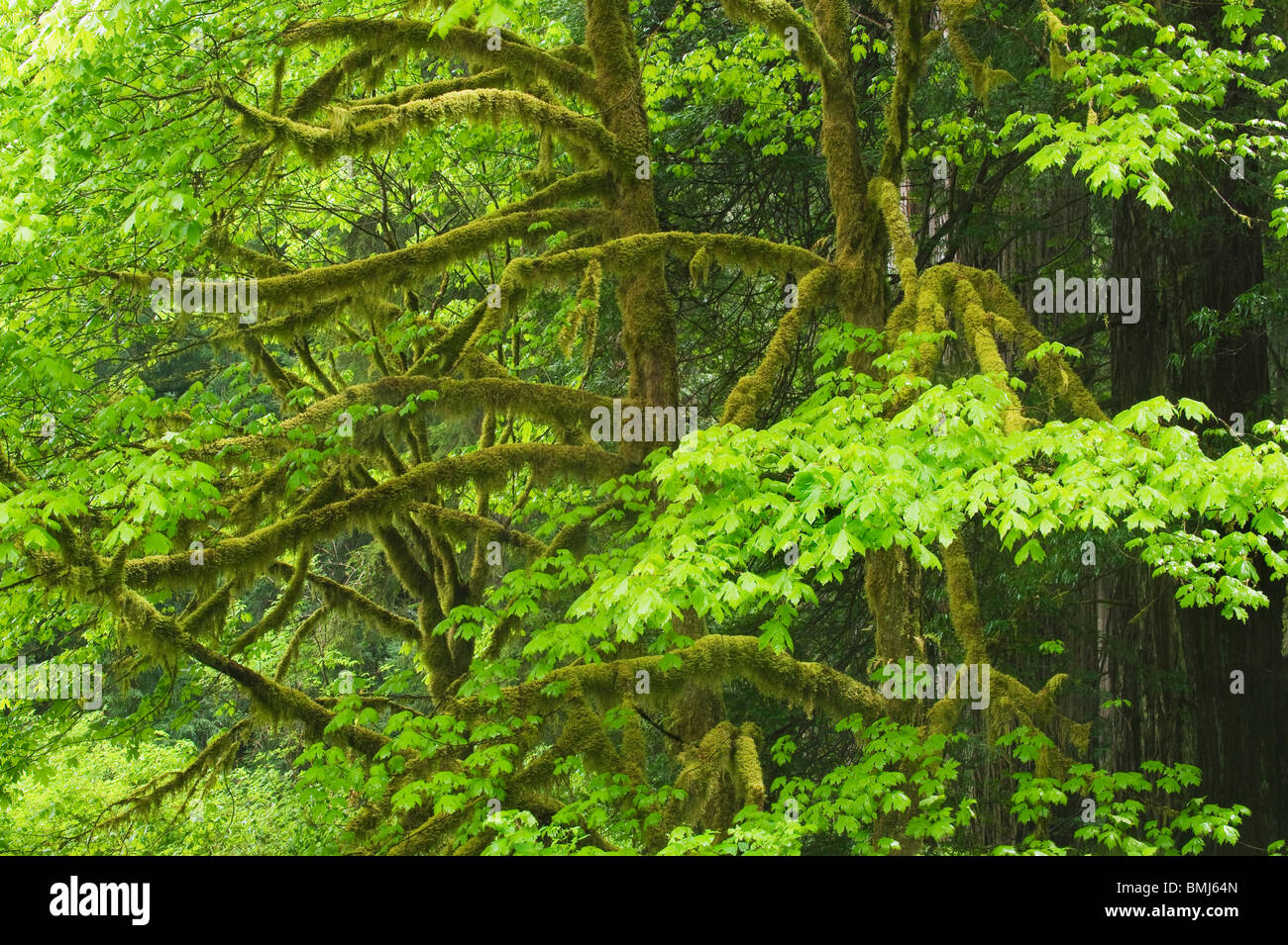 Acero Bigleaf (Acer macrophyllum) Parco Nazionale di Redwood in California USA Foto Stock