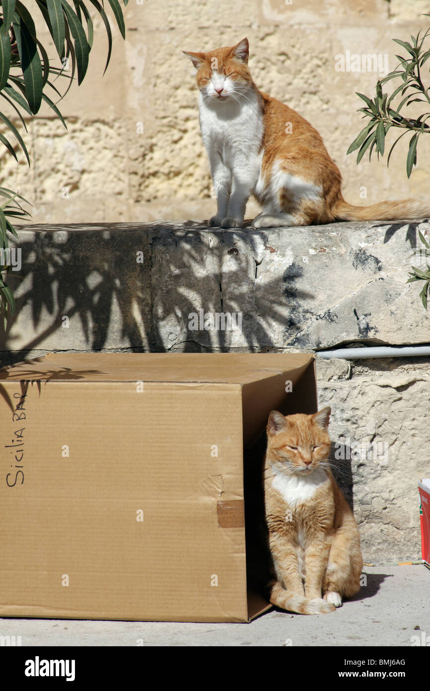 Due gatti, una sola seduta su una parete al di sotto di esso da un box, godendo il sole, Valletta, Malta Foto Stock