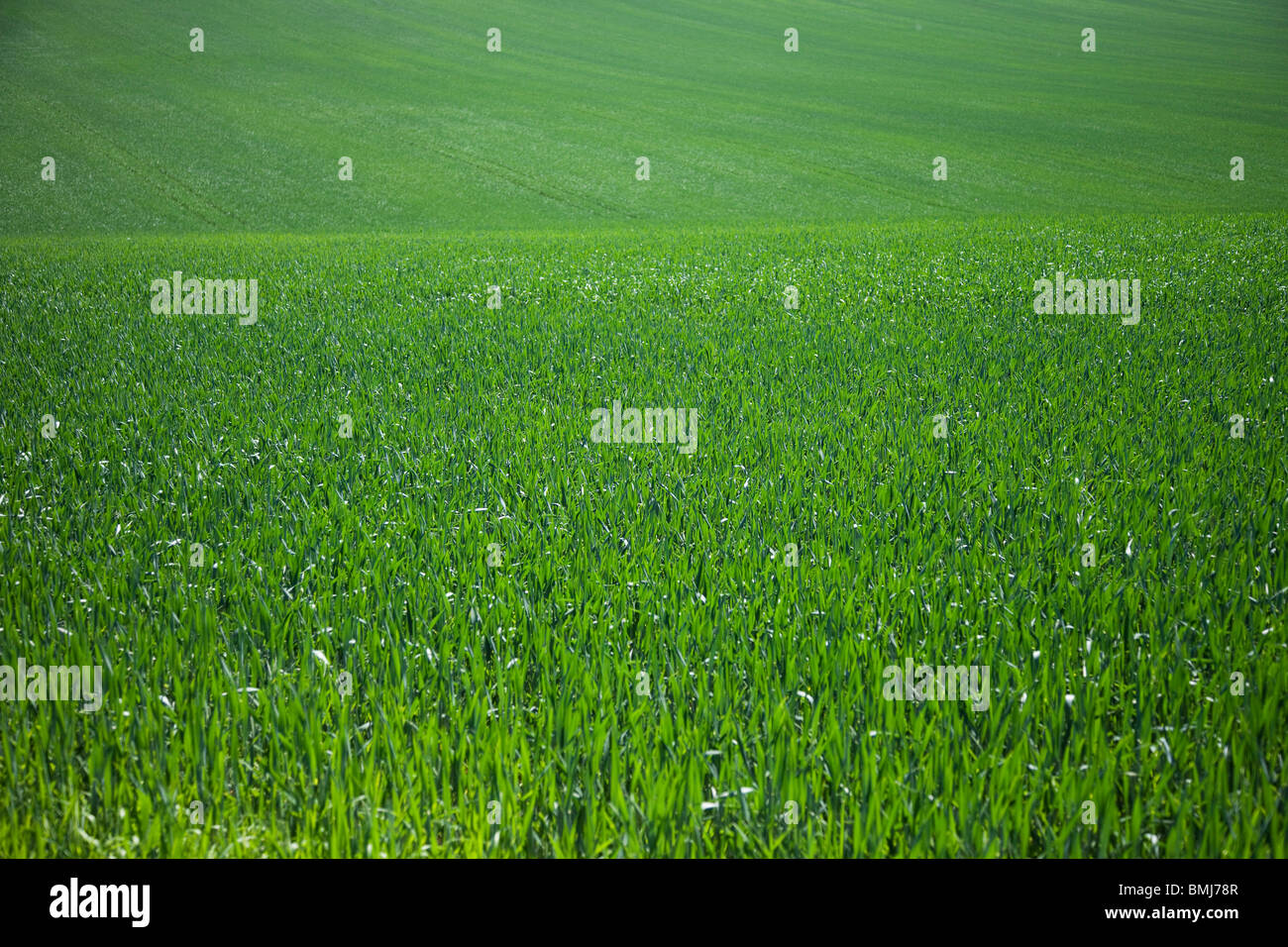Verdi ondulate colline coperte in colture di alimentazione. Foto Stock