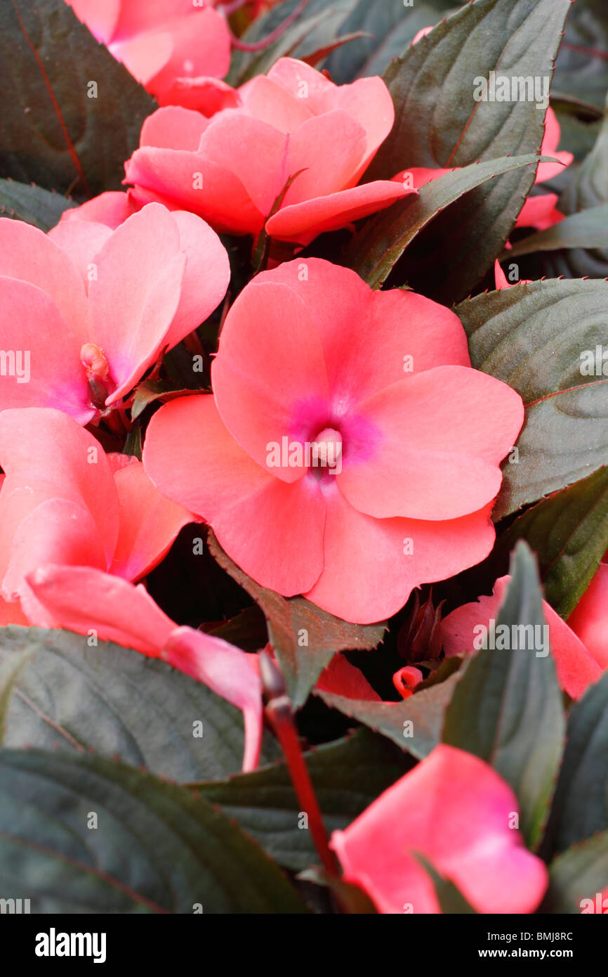 Nuova Guinea Impatiens, Occupato Lizzie ibridi annuale di fioritura ma alcuni sono piante perenni Foto Stock