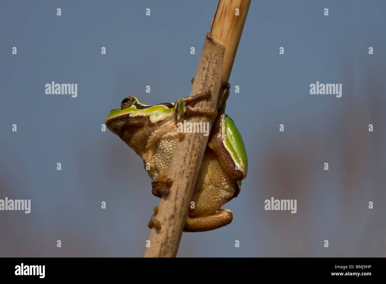 Raganella (Hyla arborea) seduto su un reed Foto Stock