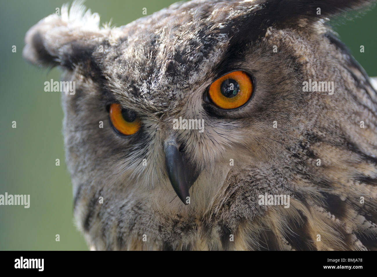 Captive Gufo Reale close up Foto Stock