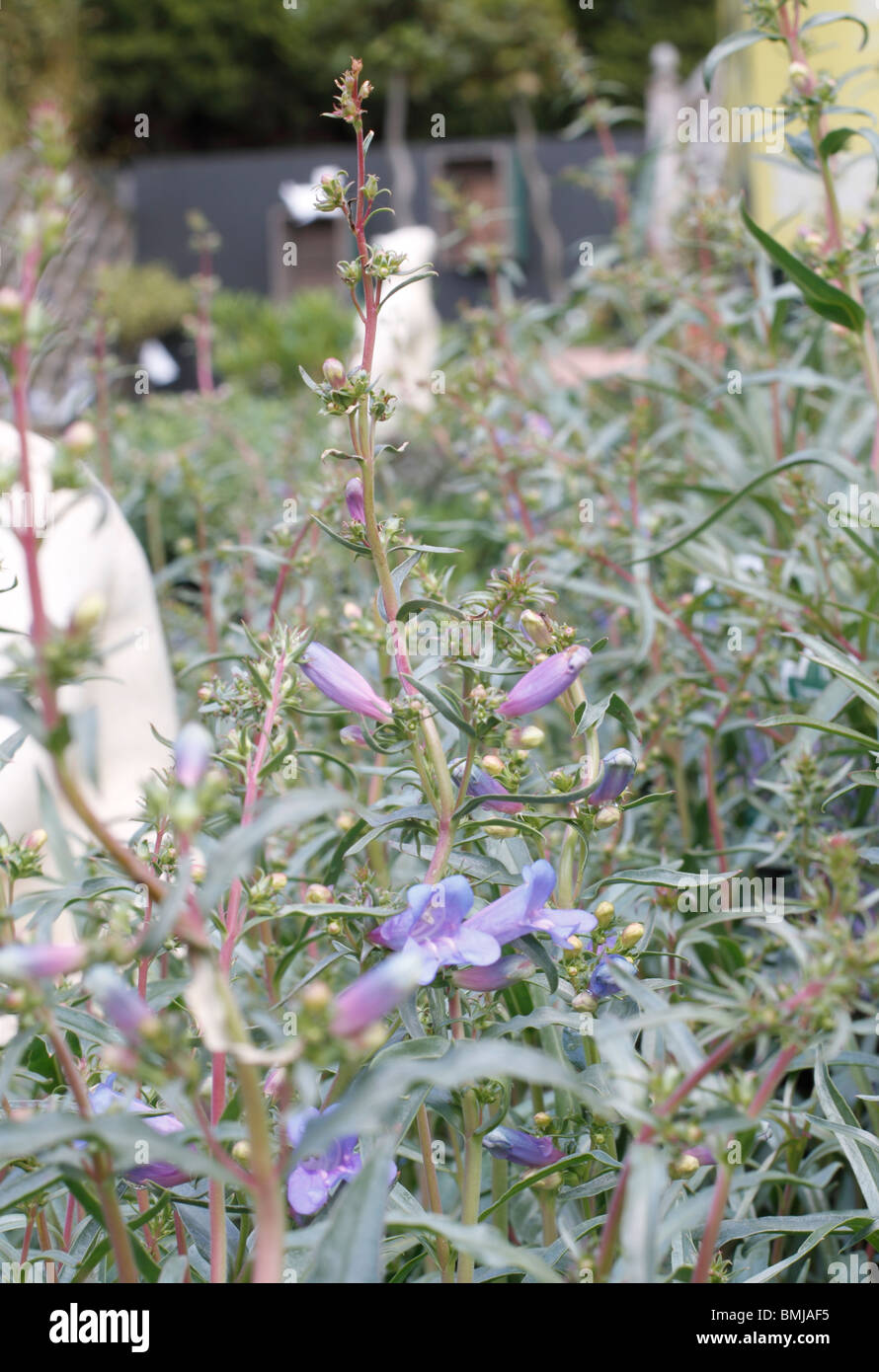 Penstemon heterophyllus 'blu elettrico' (Penstemon 'blu elettrico') 'blu elettrico " è un sempreverde perenne argentate-verde fogliame. Da metà primavera a inizio estate, porta racemi di tubolare, blu elettrico fiori, venato di porpora, su steli di colore rossastro. Foto Stock