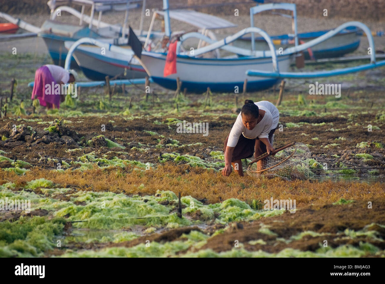 Nelle prime ore del mattino quando la marea è bassa alghe agricoltori venuti alla spiaggia per la mietitura del raccolto. Visto su Nusa Lembongan, Bali. Foto Stock