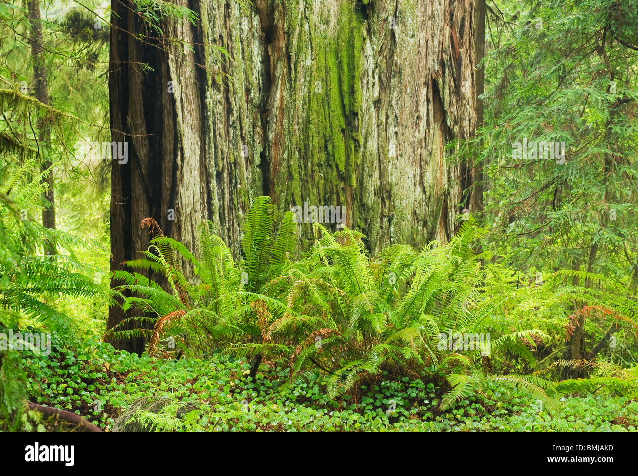 Coast Redwood (Sequoia sempervirens) massiccia del tronco e la spada di felci, Parco Nazionale di Redwood in California USA Foto Stock
